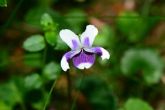 Viola eminens