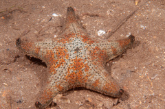 Anthenea sidneyensis