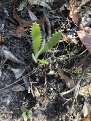 Banksia ornata