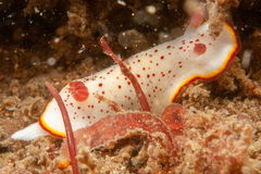 Goniobranchus daphne