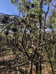 Banksia ornata