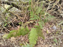 Dryopteris azorica
