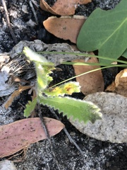 Banksia ornata