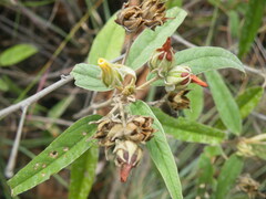 Melhania prostrata