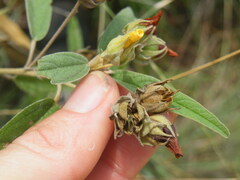 Melhania prostrata