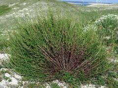 Scrophularia cretacea