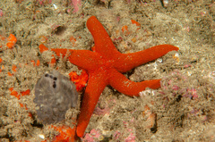 Fromia polypora