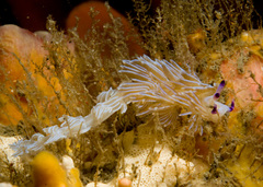 Pteraeolidia ianthina