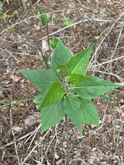 Senecio scandens