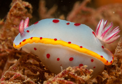 Hypselodoris bennetti