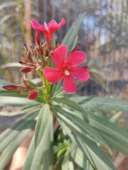 Nerium oleander