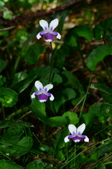 Viola eminens