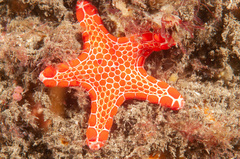 Pentagonaster duebeni
