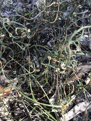 Lepidobolus drapetocoleus