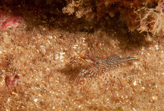 Rhynchocinetes serratus