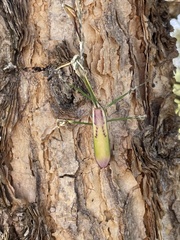 Empusa