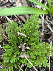 Selaginella tamariscina