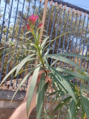 Nerium oleander