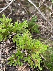 Selaginella tamariscina