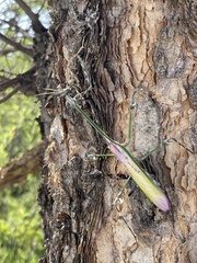 Empusa