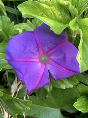 Ipomoea