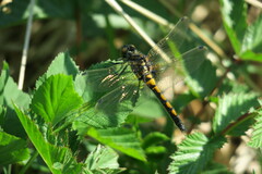 Leucorrhinia rubicunda
