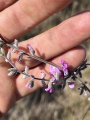 Cullen australasicum