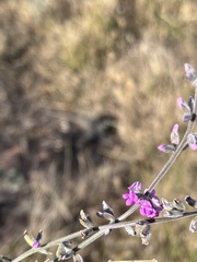 Cullen australasicum