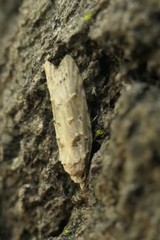 Heterocrossa gonosemana