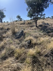 Cullen australasicum