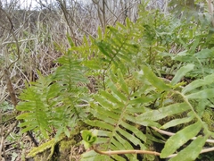 Polypodium macaronesicum azoricum