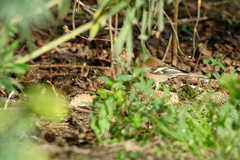 Fringilla coelebs