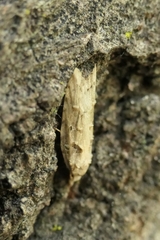 Heterocrossa gonosemana