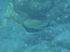 Rhinecanthus rectangulus