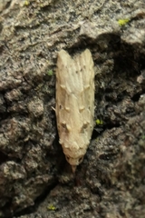 Heterocrossa gonosemana