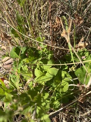 Pelargonium australe