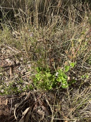 Pelargonium australe