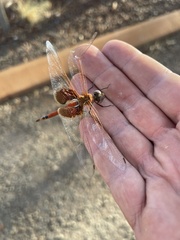 Tramea stenoloba