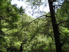 Taxus wallichiana