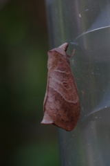 Lebeda nobilis