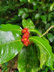 Psychotria nuda