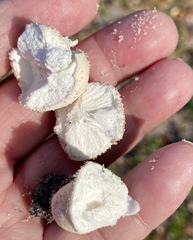 Lycoperdon perlatum image
