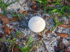 Lycoperdon perlatum image