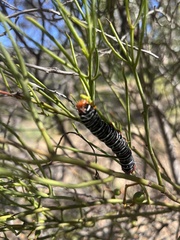 Zygaenoidea