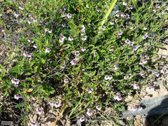 Hermannia verdoorniae