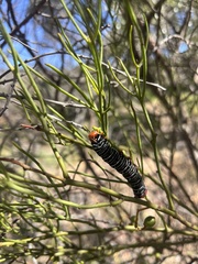 Zygaenoidea