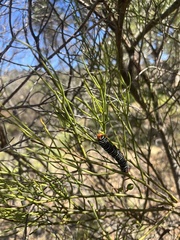 Zygaenoidea