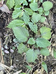 Dichrocephala integrifolia