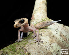 Carphodactylus laevis