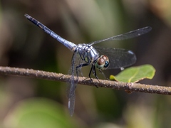 Brachydiplax sobrina